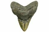 Bargain, Fossil Megalodon Tooth - North Carolina #374054-1